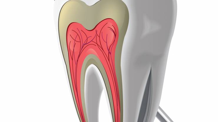 Kompendium wiedzy o zębach